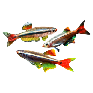 白云金丝鱼大帆瑰丽金丝火焰金丝新手观赏群游鱼红尾灯科鱼冷水鱼