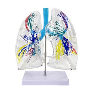 透明肺段模型肺解剖 支气管树 胸外科呼吸科模型标本人体肺部模型