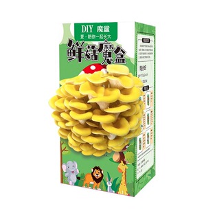 买3发6~DIY蘑菇种植盒儿童趣味蘑菇盒装四季易种平菇菌包客厅观赏