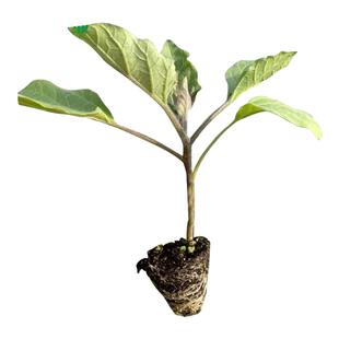 茄子秧苗本地带土广东农科院大全早熟特大号高产带根春季蔬菜种苗