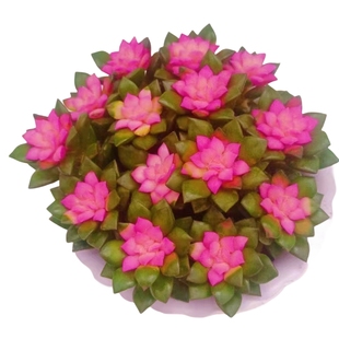 吹雪之松锦多肉植物花卉盆栽组合卡日松锦大颗好养室内外群生肉肉