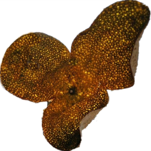 干仓新会陈皮泡水57十年广东江门市葵宝二红大红老柑皮特产农产品