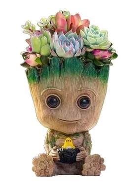 多肉植物仙人掌格鲁特仙人球盆栽