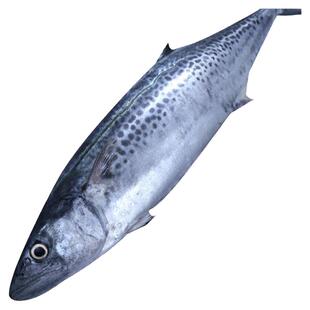 青岛鲅鱼新鲜冷冻整条马鲛鱼礼盒送礼送长辈海捕鲜活速冻海鲜水产