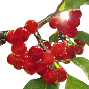 樱桃树大樱桃苗南北方中华小土樱桃车厘子红妃果苗盆栽种植庭院