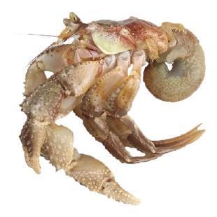大连海鲜海货特产鲜活网红活体食用新鲜椰子蟹超大寄居蟹海怪虾怪