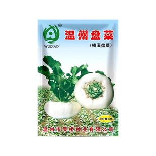 温州盘菜种籽浙江大盘菜种子四季秋冬季萝卜生吃芥菜菜籽蔬菜种孑