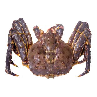 帝王蟹鲜活冷冻海鲜特大4-10斤1只水产冰鲜皇帝蟹俄罗斯帝皇蟹