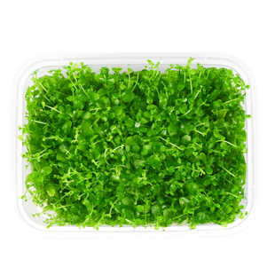 无菌盒爬地矮珍珠水草 鱼缸造景专用 阴性净水增氧植物 前景草