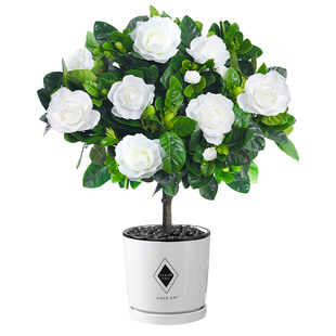 栀子花盆栽老桩花卉植物室内花阳台净化空气枝枝花树苗好养活绿植