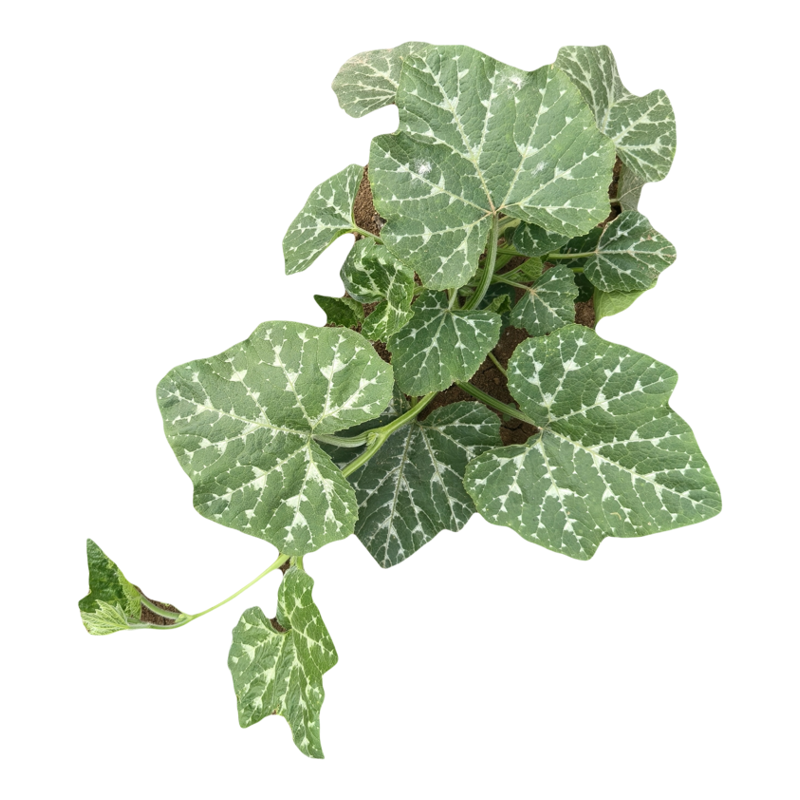 自冉香河南应季现摘南瓜尖青菜