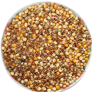 营养有玉米鸽粮赛飞营养饲料鸟食信鸽观赏鸽肉鸽鸽粮鸽子食50斤