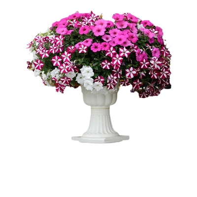 海蒂的花园矮牵牛盆栽