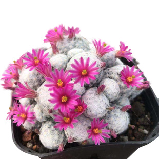 姬春星开花机器仙人球软刺不扎手乳突球属多头群生绿植盆栽自根