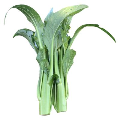 建南6号甜菜心种子侧芽多多