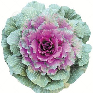 日本羽衣甘蓝种子种籽孑菜籽苗菜苗秋冬季阳台四季盆栽蔬菜羽叶