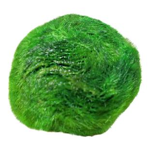 绿藻球小鱼缸水族箱造景装饰真水草水生植物活体前景草懒人水藻球