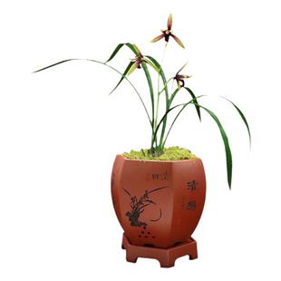 翁源兰花苗老种四季建兰高档红素铭品大国魂老种稀有室内正宗花卉