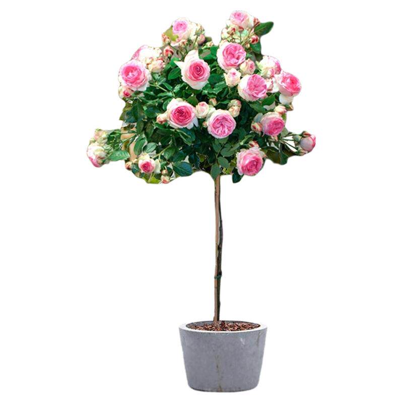 粉色龙沙宝棒棒糖玫瑰花树苗