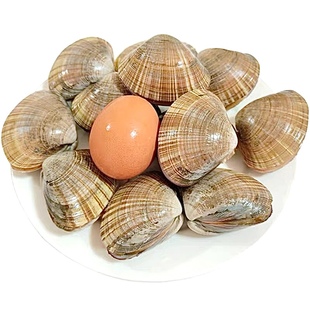 大文贝鲜活丹东野生超特大黄蚬子黄金贝东港贝类海鲜黄贝扇贝纹贝