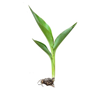 水生美人蕉花苗大叶美人蕉种球绿植盆栽阳台花卉室外庭院造景植物