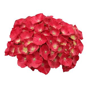 海蒂的花园大花绣球闪电矮小紧凑型绣球花阳台庭院花卉盆栽植物苗