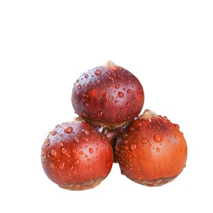 2025年新鲜现摘福建建瓯锥栗高山农家特产栗子圆尖栗子板栗生新鲜