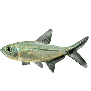 黑尾大勾鱼小型扯旗灯鱼草缸红绿灯鱼鱼群游观赏鱼淡水热带鱼活体