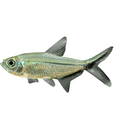 群游之王广东发货全国包邮