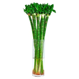 文昌竹4支金榜题名水培带根桌面绿植龙竹转运竹观音竹富贵竹盆栽