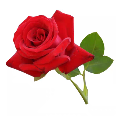 玫瑰花苗大花月季正宗卡罗拉花期