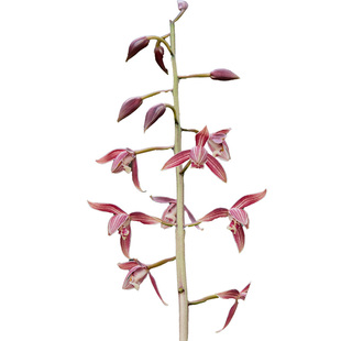 秋榜白榜年年红兰花国兰匠人花圃花色类似茶城红版纳红