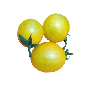 梦想迷恋番茄种籽小番茄黄圣女果樱桃西红柿春四季蔬菜种子禾之元