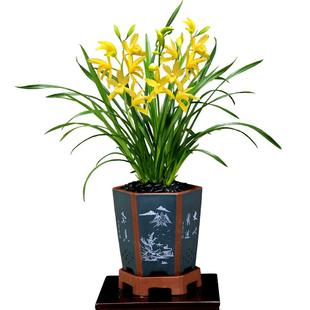 翁源四季建兰花黄金小神童大花台北小姐新手好养易活带花浓香花卉