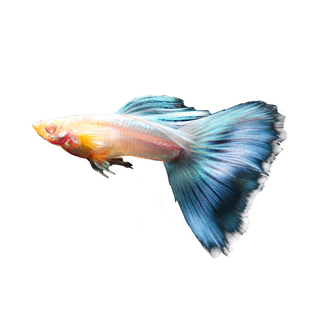 日本天空蓝精品孔雀鱼小型热带观赏红草兰草尾白子礼服纯种鱼活体