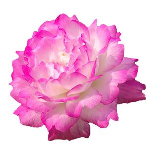 太阳花苗重瓣大花枝条带花苞混色多色多层花瓣宿根花卉盆栽植物苗