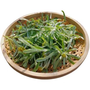 鼠曲草新鲜现摘头茬野生清明菜清明草佛耳草绒毛草鼠麴田包邮