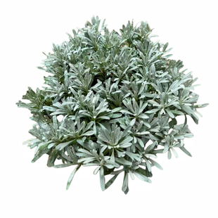 芙蓉菊花中草药绿植盆栽盆景阳台四季养耐寒清热食用雪艾白艾包邮