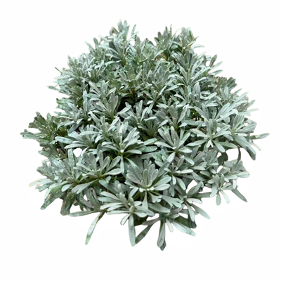 芙蓉菊花盆栽食用雪艾菊白艾植物