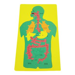 科技小制作DIY人体器官消化系统拼图EVA内脏拼图模型科学实验材料