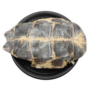 生龟板中药材龟甲新货中华草龟乌龟壳生龟壳甲壳天然无添加500g克