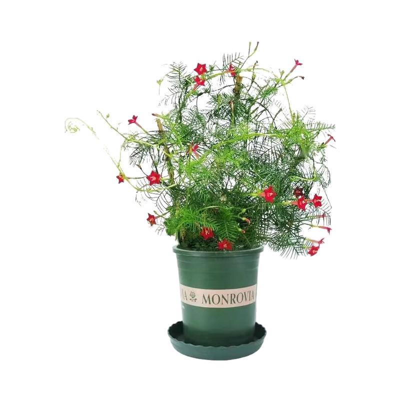 羽叶茑萝花种子四季围墙爬藤茑萝