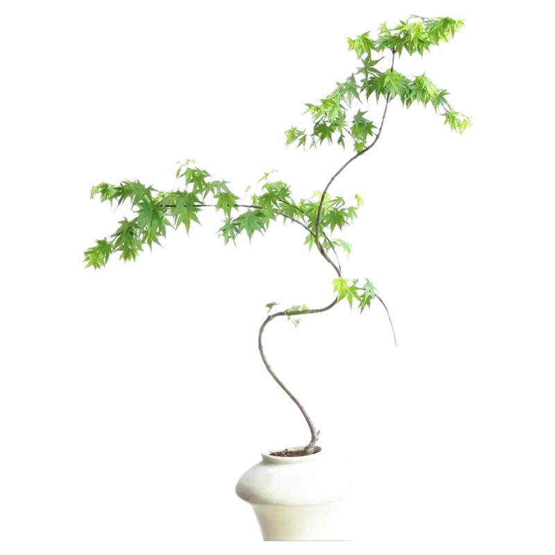原生流泉枫树苗造型老桩造型盆栽