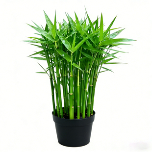 鱼缸造景专用水草南美青竹制氧净化水质和鱼共养免种免砂水培植物