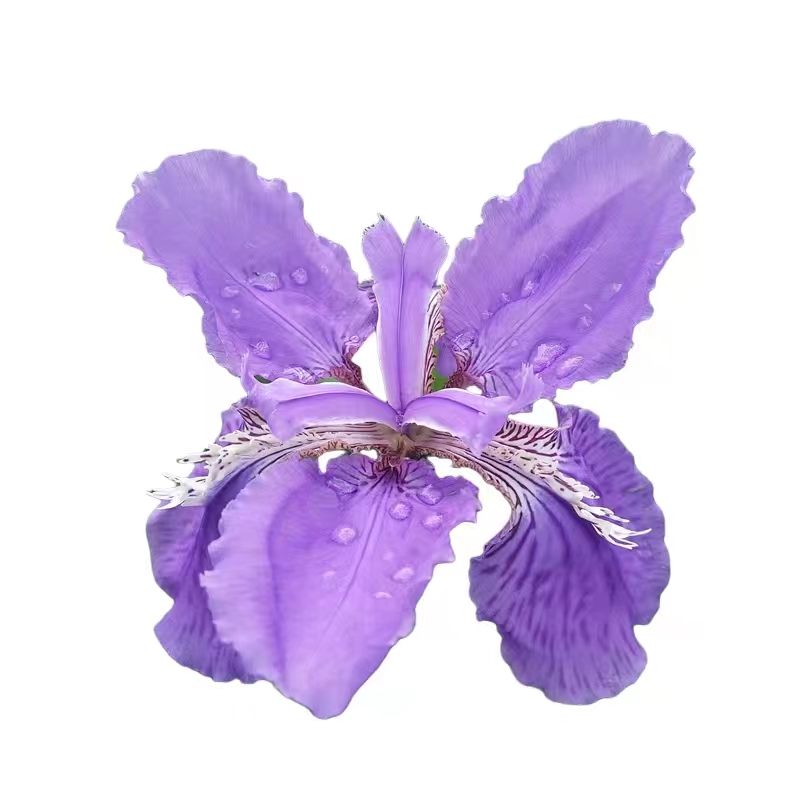 蓝花鸢尾花苗黄菖蒲水生多年生耐寒耐热好养室外庭院盆栽绿化花苗