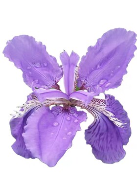 蓝花鸢尾花苗黄菖蒲庭院绿化花苗