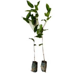 改良莲雾苗黑糖芭比黑金刚大叶红台湾嫁接南方果树苗当年开花结果