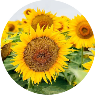 向日葵种子种孑向日葵籽阳台盆栽四季播种开花高杆观赏食用葵花籽