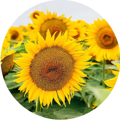 向日葵种孑四季播种多年生