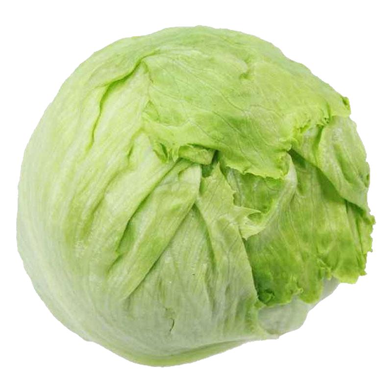 结球生菜种子球生菜种籽包心球形冬季四季盆栽球种蔬菜菜籽孑籽种